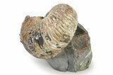 Iridescent Ammonite (Hoploscaphites) Fossil - Montana #316568-1